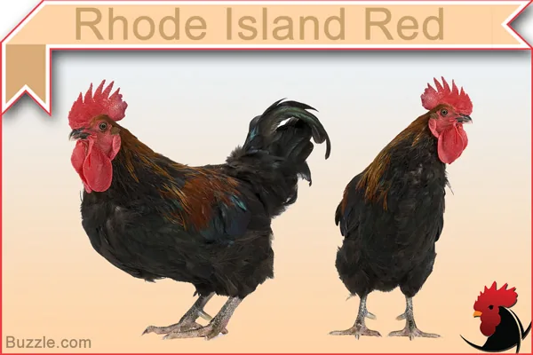 Rhode Island Red chicken