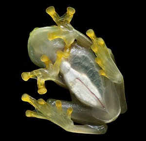 Transparent underside of a glass frog