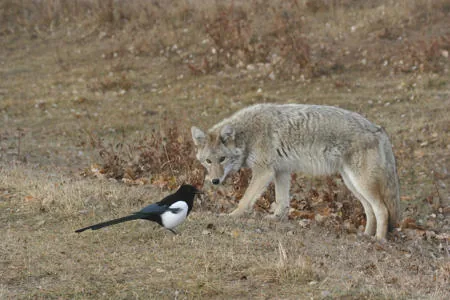 A coyote and a magpie together in an open landscape, an example of the coyote's opportunistic feeding behavior