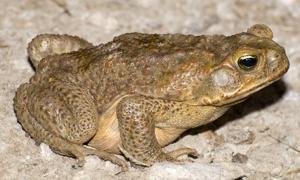 Cane toad - Rhinella marina