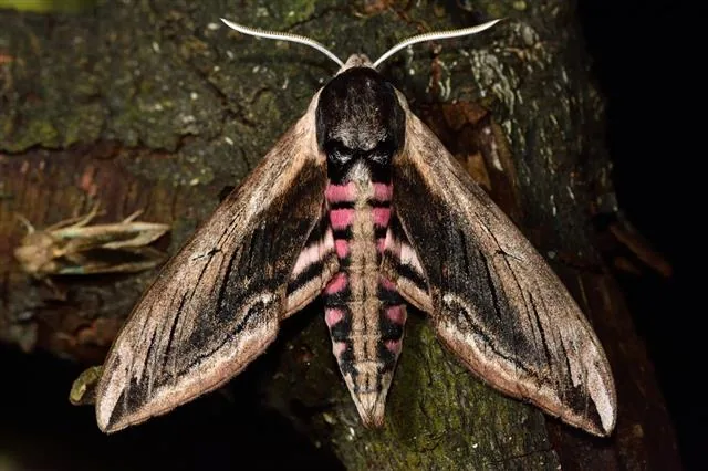 Privet hawk-moth