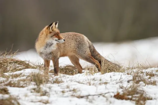 Red fox
