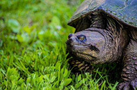 Snapping turtle moving across grass near a freshwater pond