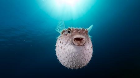 Yellowspotted burrfish with defense spines erect