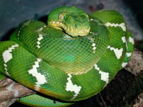 Emerald Tree Boa coiled on a branch, brilliant green with white markings