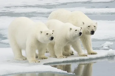 Polar bear in the cold Arctic desert