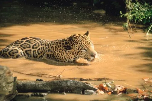 A jaguar resting by the water's edge in a tropical forest