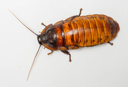 Patterned Madagascar cockroach