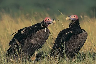 Lappet-faced vulture, a large endangered vulture