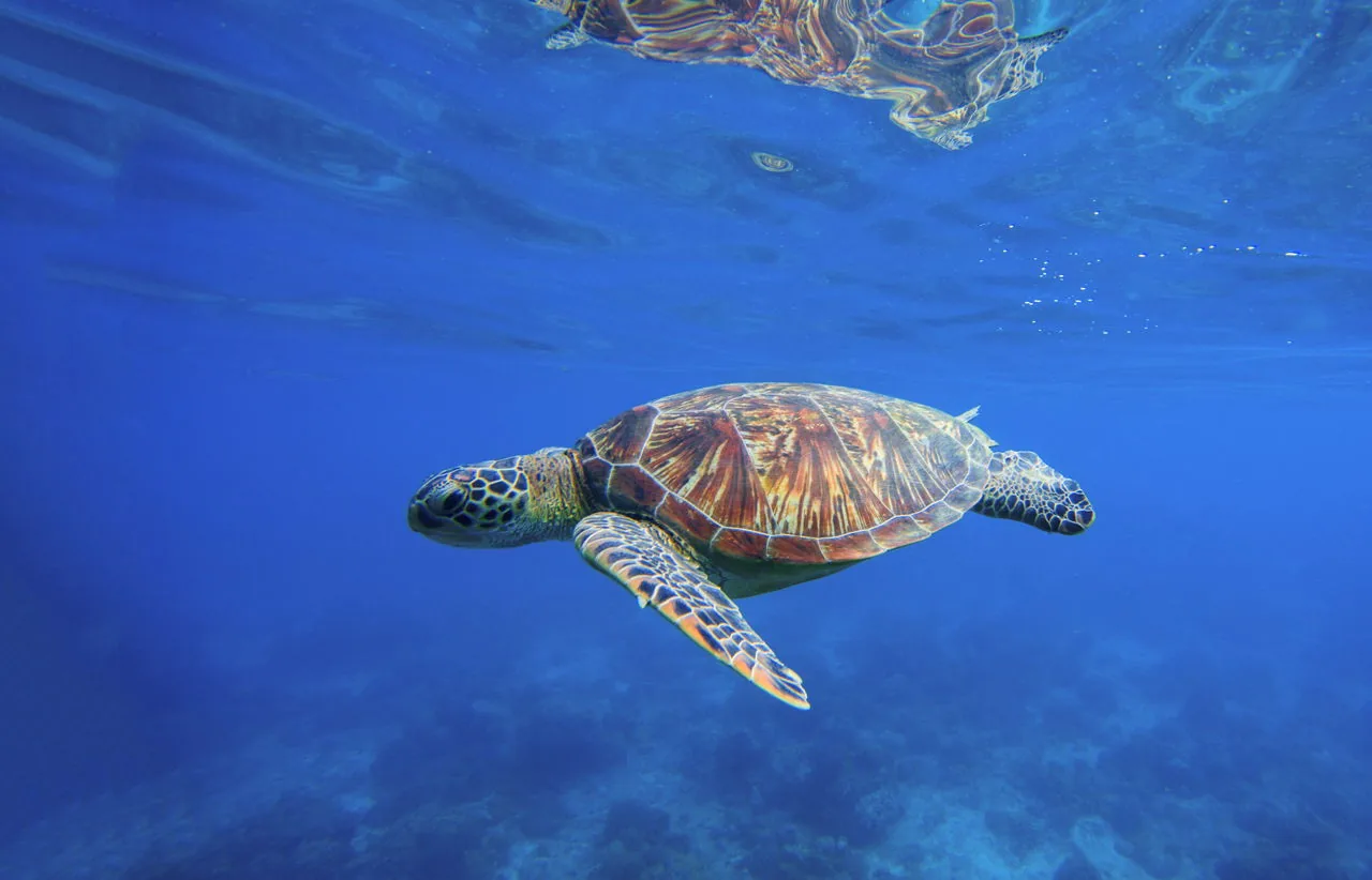 Wild sea turtle swimming underwater in a blue tropical sea