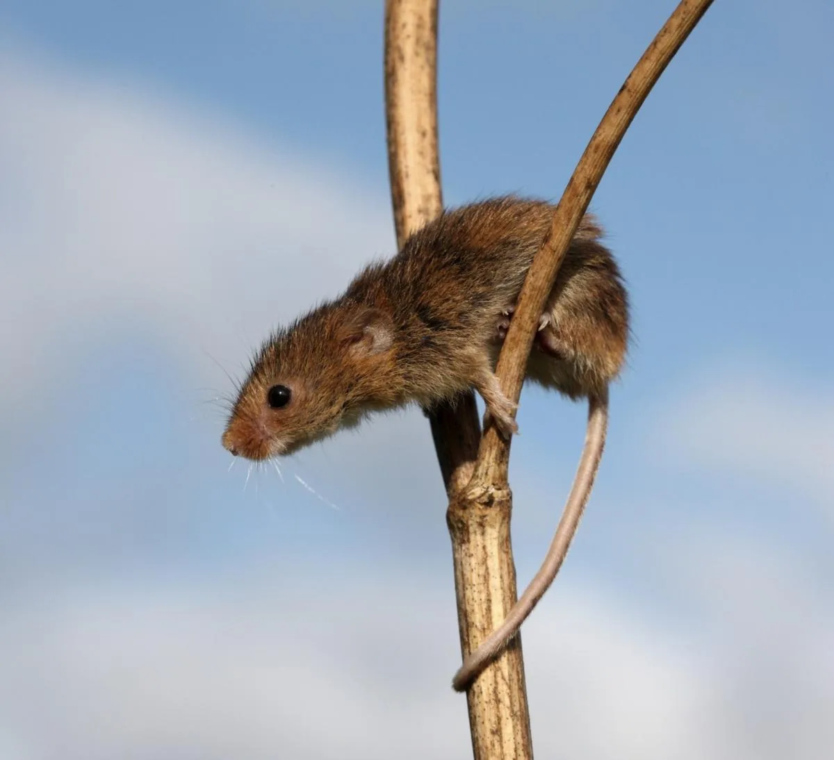 Harvest Mouse on a plant stem