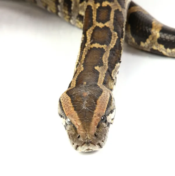 A python seen head-on with a broad head clearly wider than its neck