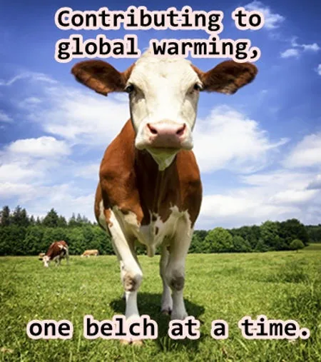 Air polluting cow