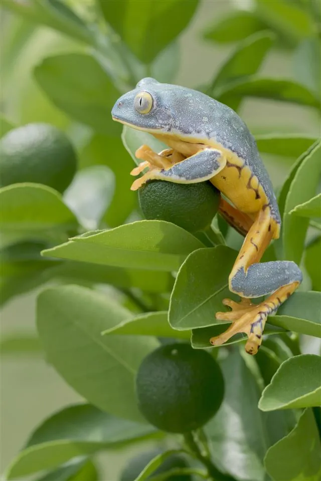 Juvenile splendid leaf frog