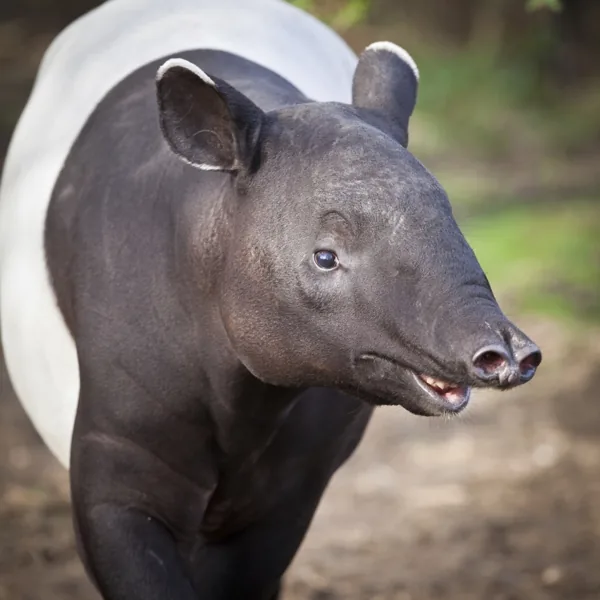 Tapir using its flexible prehensile snout to grasp leaves from a low branch in the rainforest