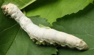 Bombyx mori silkworm