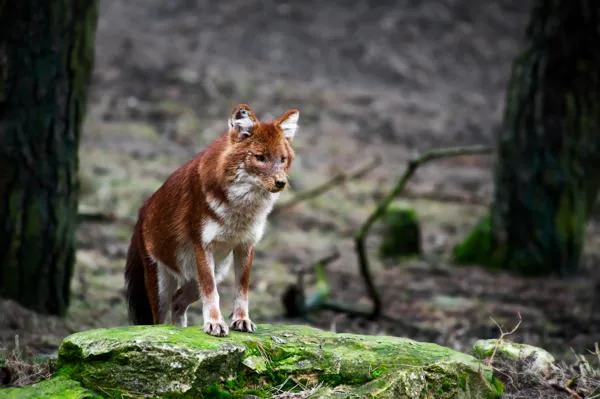 Dhole (Cuon alpinus), the Indian Wild Dog