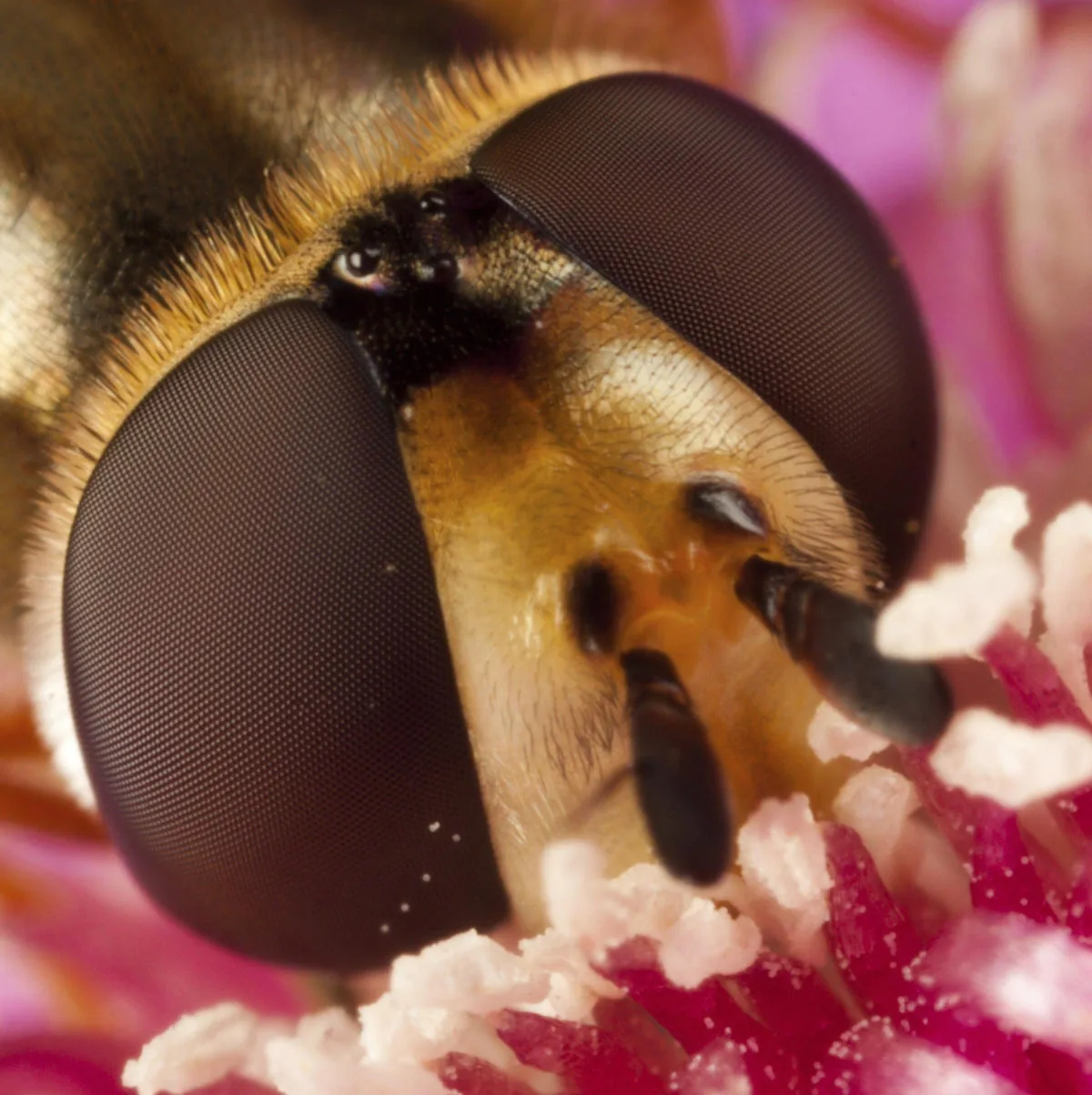A female hoverfly on a flower, eyes smaller and set wider apart than the male's