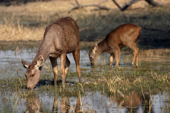 Sambar Deer mother and young