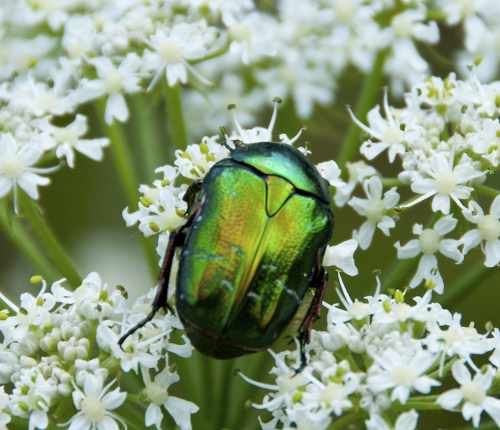 Shiny green beetle on a flower