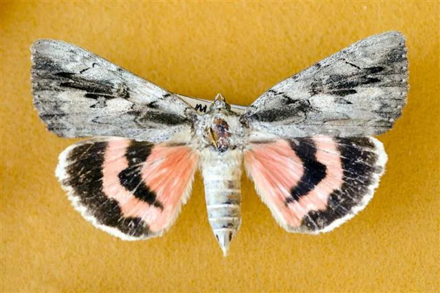 Sweetheart underwing moth
