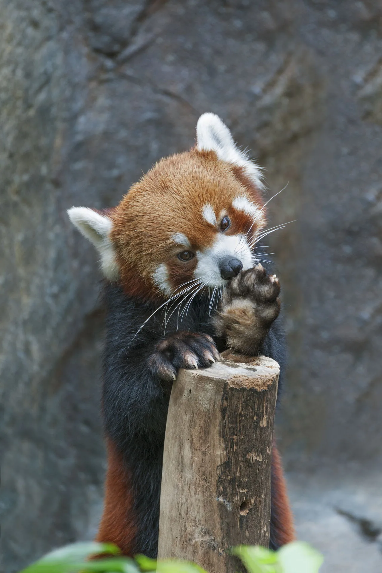 Red panda on a branch, territorial animals that mark their home range with scent