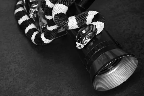 California kingsnake coiled