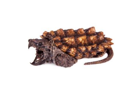 Alligator snapping turtle showing three rows of spikes on carapace