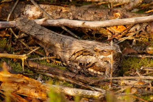 Nightjar resting on the ground