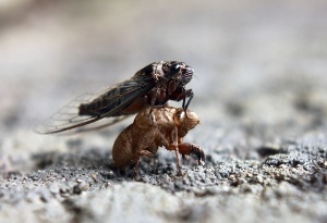 An adult cicada molting out of its nymph shell.