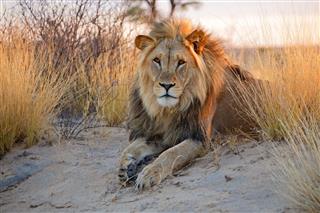 A large black-maned male African lion of the kind found in the Kalahari