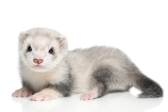 Ferret