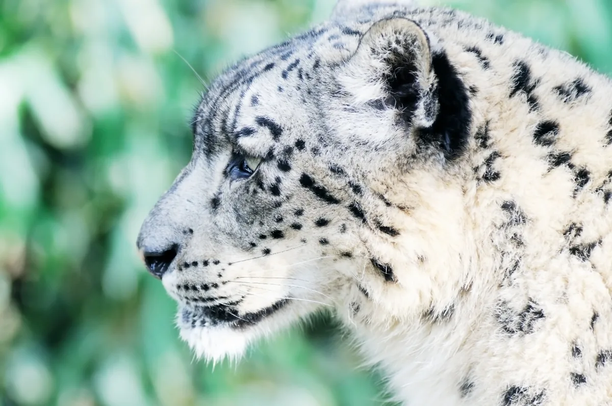 Snow leopard close-up showing small rounded ears and pale gray-green eyes