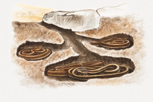 Snakes coiled together hibernating in a burrow during winter