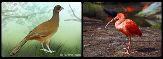 Rufous-vented chachalaca and scarlet ibis of Trinidad and Tobago