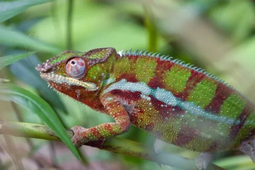 Chameleon showing a vivid color pattern