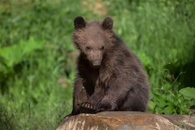 A young brown bear cub sitting on a rock against lush green forest plants