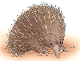 Short-beaked Echidna