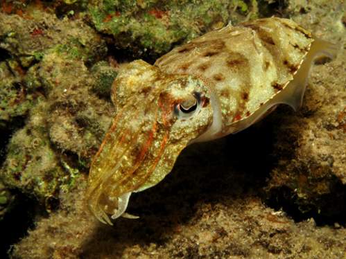 Cuttlefish changing color