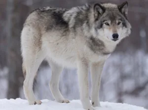 A gray wolf in the wild, powerful and large with a heavy build and rounded snout