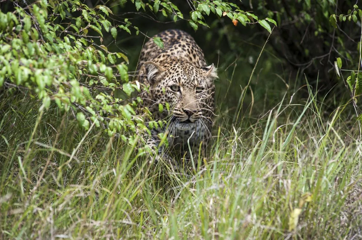 A leopard crouched low, stalking its prey through cover