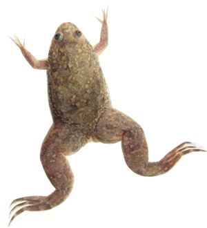 African clawed frog - Xenopus laevis