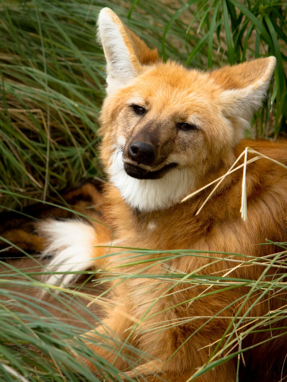 Maned Wolf, Chrysocyon brachyurus