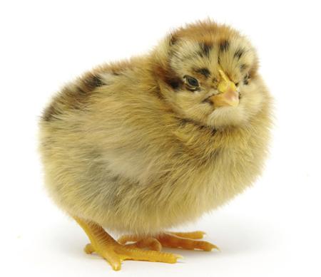 Round chick