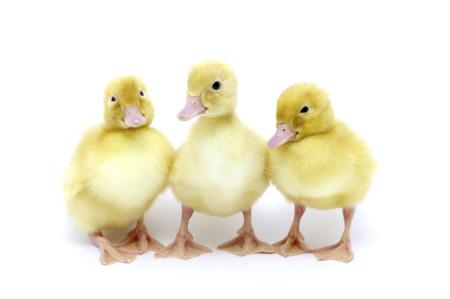 Yellow ducklings