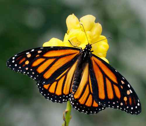Orange and black monarch butterfly with open wings