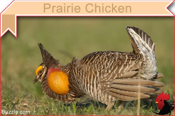 Prairie Chicken