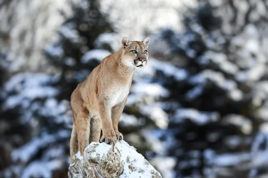 Cougar / mountain lion