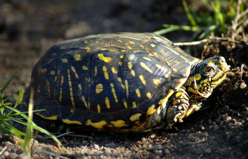 Ornate box turtle resting on the ground