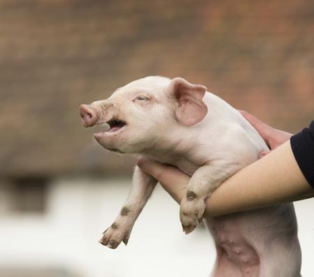 A young piglet with trusting eyes